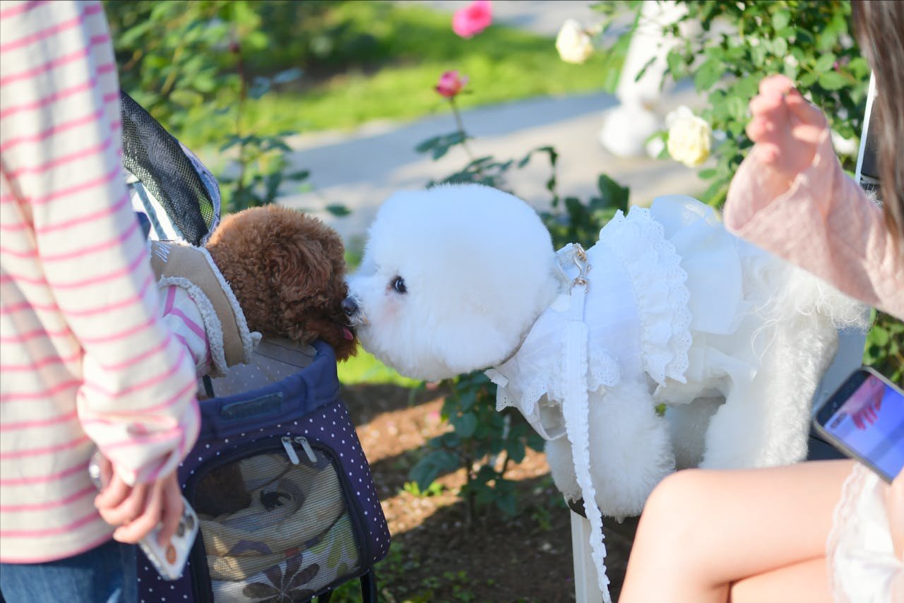 Two cute dogs interacting outdoors. Springtime playfulness captured in a park setting.