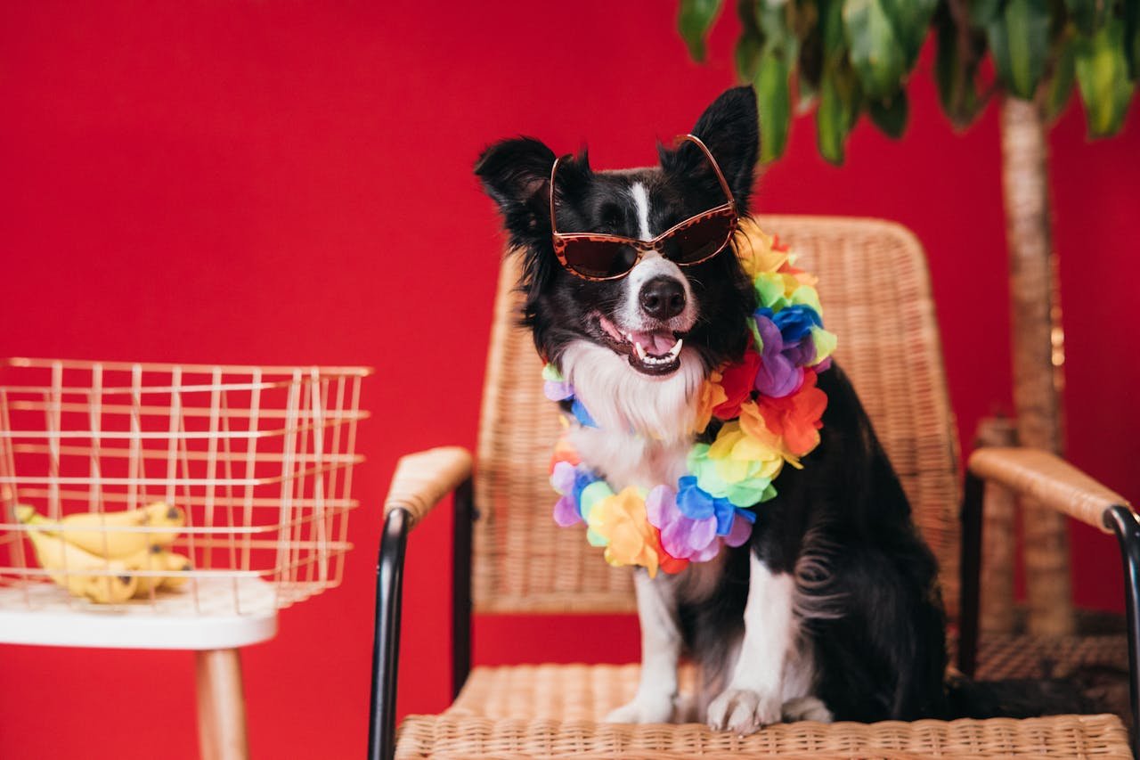 Border Collie dog sits on a chair wearing sunglasses and a colorful lei, exuding a playful vibe.