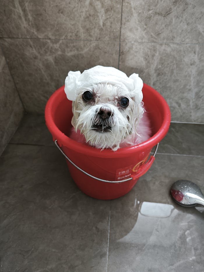 Adorable Maltese dog enjoying a bath in a red bucket indoors, cute puppy moment.
